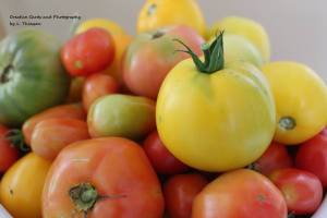 Tomato Pic 3